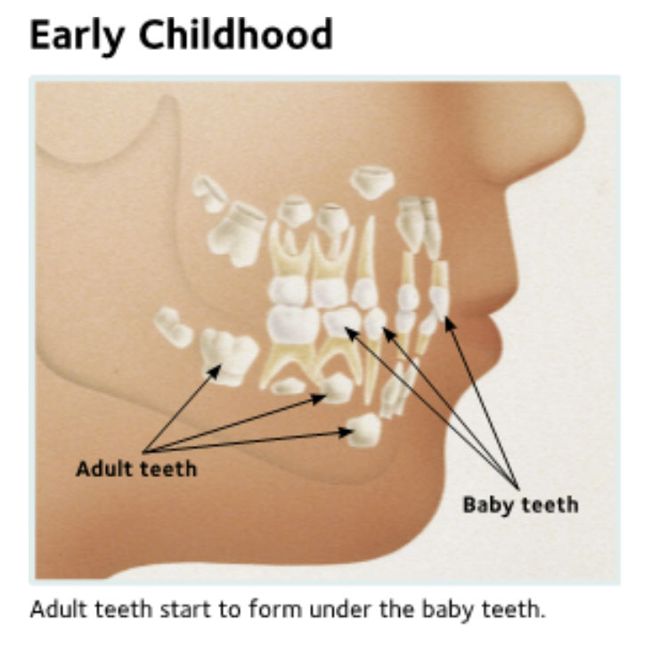 Permanent Teeth Permanent Teeth