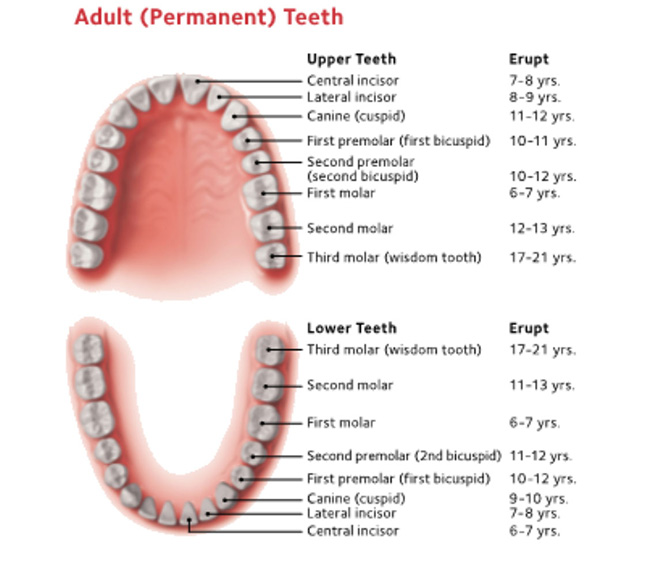 Permanent Teeth Permanent Teeth