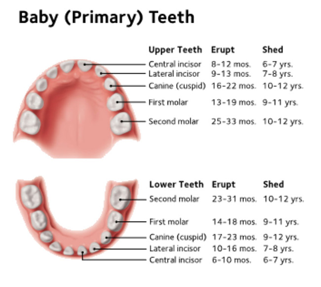 Primary Teeth Primary Teeth