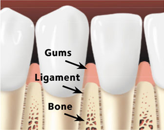 Healthy Gum 2 Healthy Gum 2
