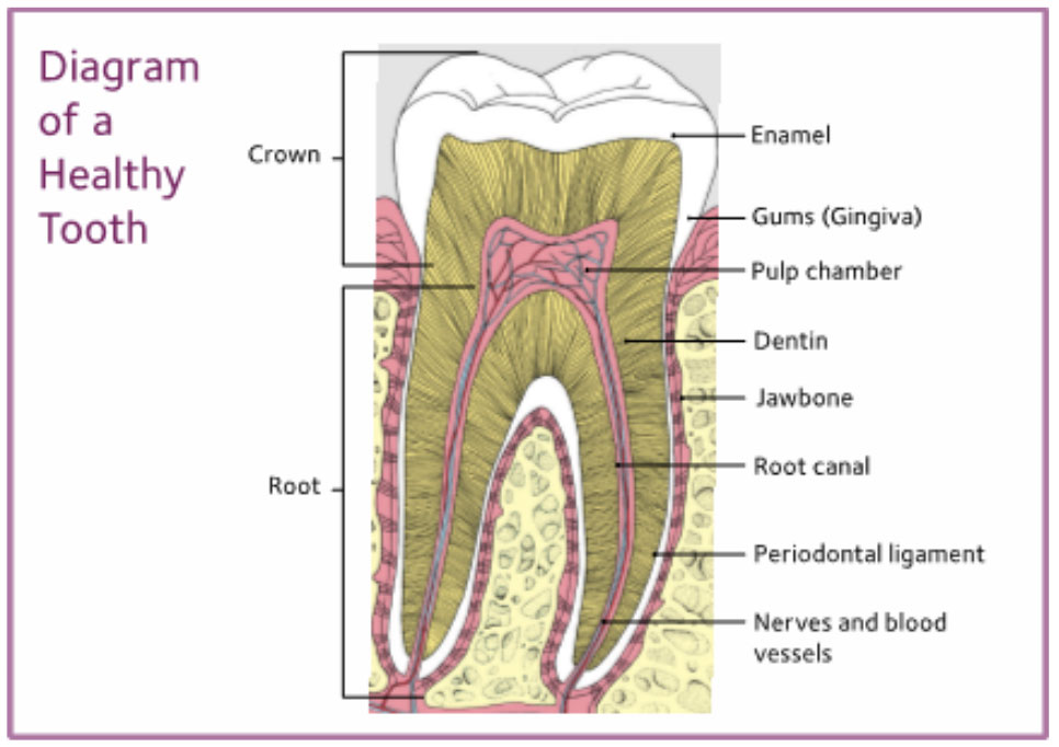 Healthy teeth Healthy teeth
