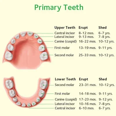 Primary Teeth Primary Teeth