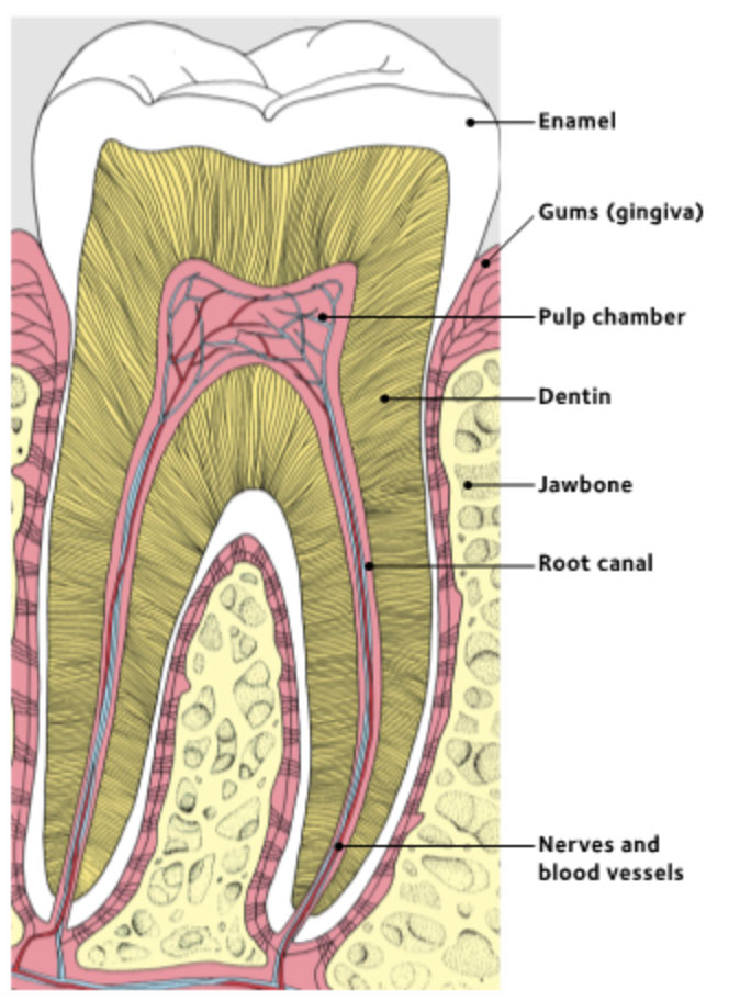 Tooth Decay Tooth Decay
